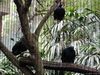 [SONY]木栅动物园-鸟类区