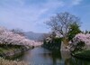 日本樱花祭四