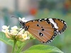 美丽的桦斑蝶