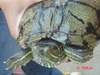 [Casio]海边的小龟龟