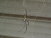 [KonicaMinolta]看起还好凶的蜘蛛