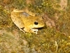 [Canon]日本樹蛙