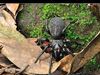 [Nikon/Nikkor]台湾长尾蜘蛛