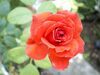 [Pentax]玫瑰玫瑰我爱你