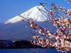 富士山樱花河畔