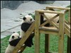 看过熊猫溜滑梯吗？