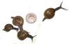 98.04.24 蜗牛与蚯蚓
