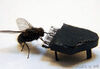如何让苍蝇不再危害人类？