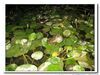 埔里桃米村拍到的五种蛙类