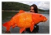 14公斤 传奇大金鱼