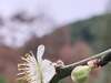 梅花開花季節