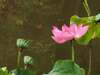 香頂厝大埤蓮花